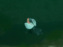 Toad